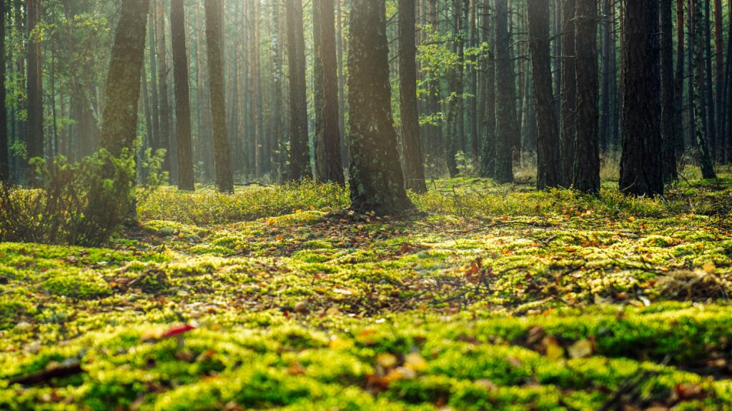 A serene forest view in Wielbark, Poland with sunlight filtering through the trees.